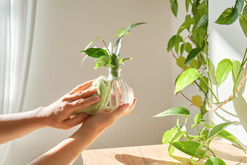 A woman's hand wipes a glass vase with a sprout with a soft plush rag.
