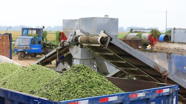 Peas on the drive belt, North China