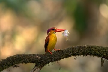 Close-up of a Bird Perching on a Branch in Nature