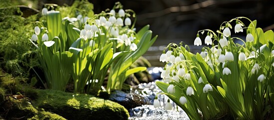 Latin spring flowers, Leucojum vernum, alongside a small brook cascading.