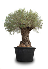 Potted olive tree isolated on white,olea europaea - 687808275