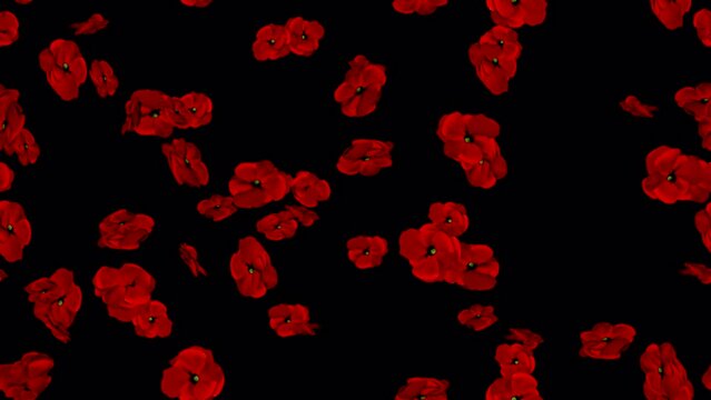 Poppies remembrance day LOOP TILE Swirl with alpha. This 3d animation of poppy, lest we forget, is loopable and tileable and can create an infinite seamless background texture.