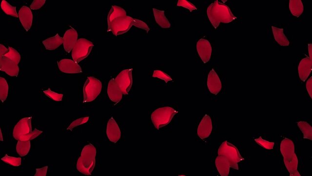 Rose petals valentine LOOP TILE Swirl with alpha. This romantic 3d animation of rose petal is loopable and tileable and can create an infinite seamless background texture.