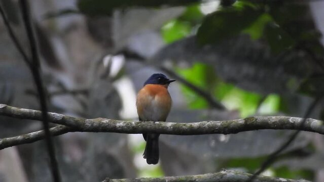 a beautiful worm flycatcher bird with orange breast feathers was perching