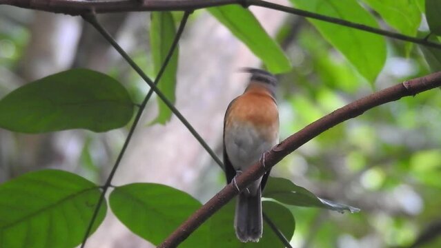 a beautiful worm flycatcher bird with orange breast feathers was perched and carrying in a cricket in its nest in its beak 