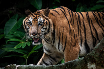 Obraz premium Photos of tiger in naturally.