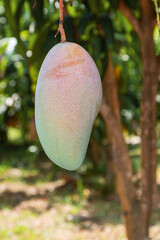 Thai fruit Mango