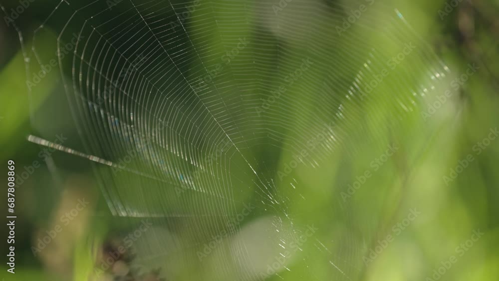 Poster a thin delicate spiderweb floats between the branches. a close-up parallax video.