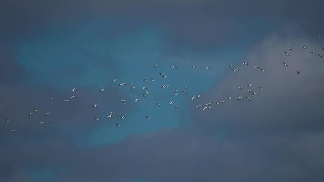 A massive flock of migrating birds in the dark stormy autumn sky. Slow-motion, pan follow.