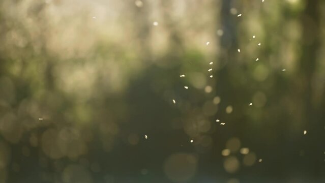 Midges and mosquitos, backlit by the low evening sun, swarm in the air. Close-up parallax video. Bokeh background.