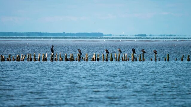 Black birds perched on the wooden poles sticking out of the water on the Danish coast. Parallax video.
