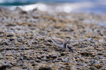 Ruddy Turnstone (Arenaria interpres) probing on volcanic rocks, on the coast.