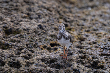Ruddy Turnstone (Arenaria interpres) standing on volcanic rocks, on the coast. Front view.