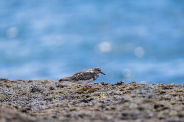 Ruddy Turnstone (Arenaria interpres) standing on volcanic rocks, on the coast.
