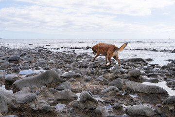 Highly adaptive, abandoned homeless stray dog looking for food by the sea.