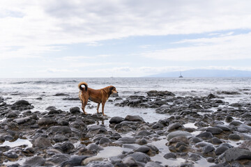 Highly adaptive, abandoned homeless stray dog looking for food by the sea.