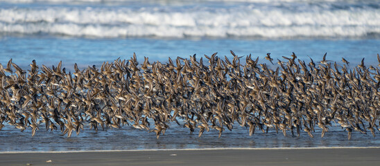 Flock of Dunlin Shorebirds Fly Along Washington Beach at Sunrise