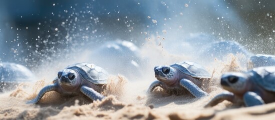 Loggerhead baby sea turtles hatching in Hikkaduwa, Sri Lanka turtle farm. - Powered by Adobe