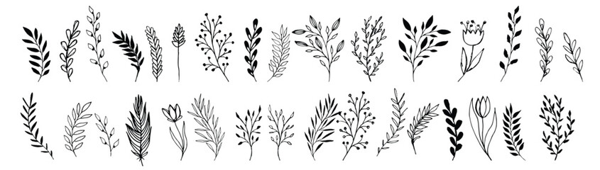 Wild flowers vector collection. Set hand drawn curly grass and flowers on white isolated background. Botanical illustration. Decorative floral picture.

