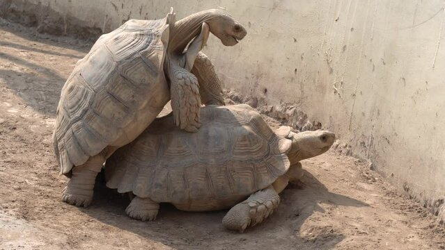 tortoise walking