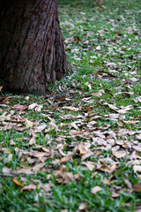 autumn leaves in the park