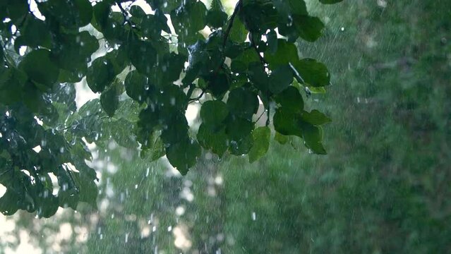 Slowmo close-up heavy shower rain drops falling on green tree leaves in forest