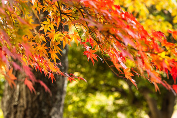 autumn leaves background