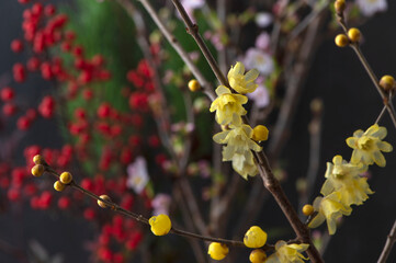 お正月飾り用の植物と花