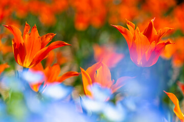 Fototapeta premium ネモフィラの向こうのチューリップ20210403