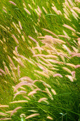 Motley grasses in bloom. Nature background. - 687815245