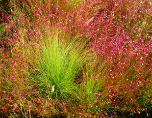 Motley grasses in bloom. Nature background. - 687815466
