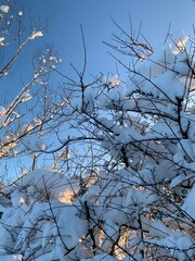 snow covered branches
