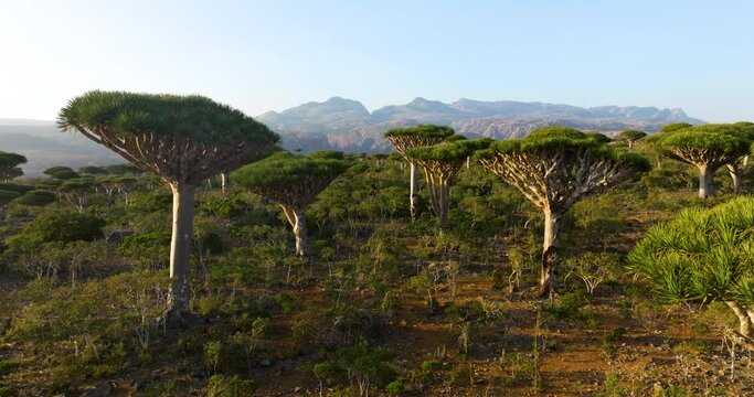 Dragon Blood Trees Growing In Firhmin Forest, Socotra Island, Yemen. aerial orbit