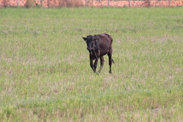 Cow located in a field or farm in Vietnam on a sunny day