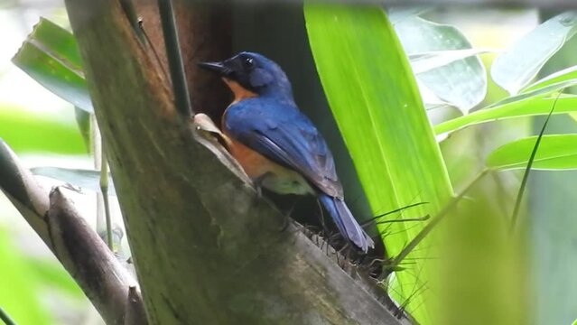 a worm flycatcher with blue back feathers and an orange chest is nesting 