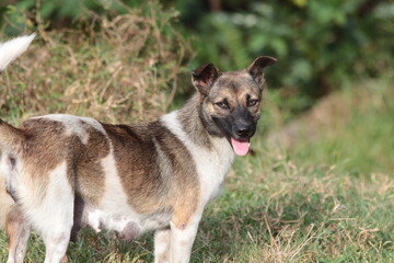wild dogs roaming on a farm in the countryside in Vietnam