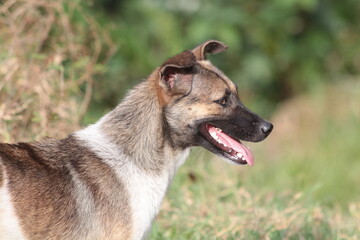 wild dogs roaming on a farm in the countryside in Vietnam