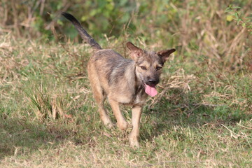 wild dogs roaming on a farm in the countryside in Vietnam