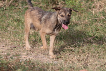 wild dogs roaming on a farm in the countryside in Vietnam