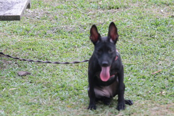 A small black puppy outside in the sunshine. the dog is 4 months old and is wearing a collar that is mostly red. 