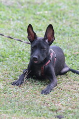 A small black puppy outside in the sunshine. the dog is 4 months old and is wearing a collar that is mostly red. 