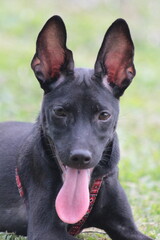 A small black puppy outside in the sunshine. the dog is 4 months old and is wearing a collar that is mostly red. 