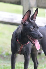 A small black puppy outside in the sunshine. the dog is 4 months old and is wearing a collar that is mostly red. 