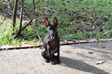 A small black puppy outside in the sunshine. the dog is 4 months old and is wearing a collar that is mostly red. 