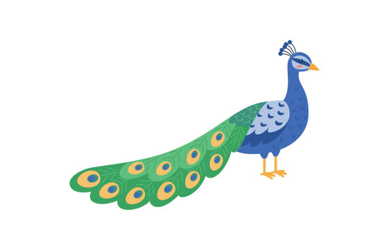 Peacock, beautiful colorful bird, cartoon illustration, vector on white