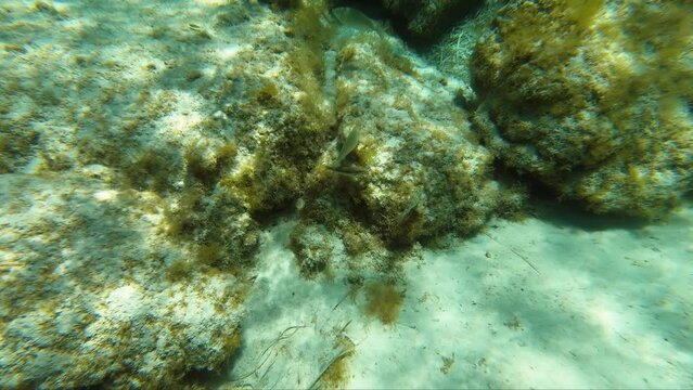 Underwater video of fish swimming at shallow water over sandy bottom covered with brown algae