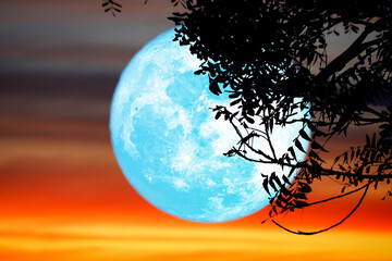 Super full blue moon and silhouette tree in the night sky