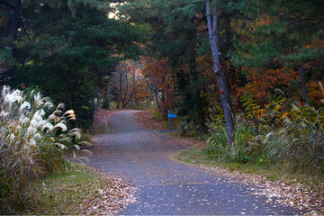 A park path in autumn