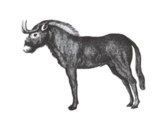 Black wildebeest(Connochaetes gnou). Doodle sketch. Vintage vector illustration.