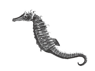 Seahorse. Doodle sketch. Vintage vector illustration.
